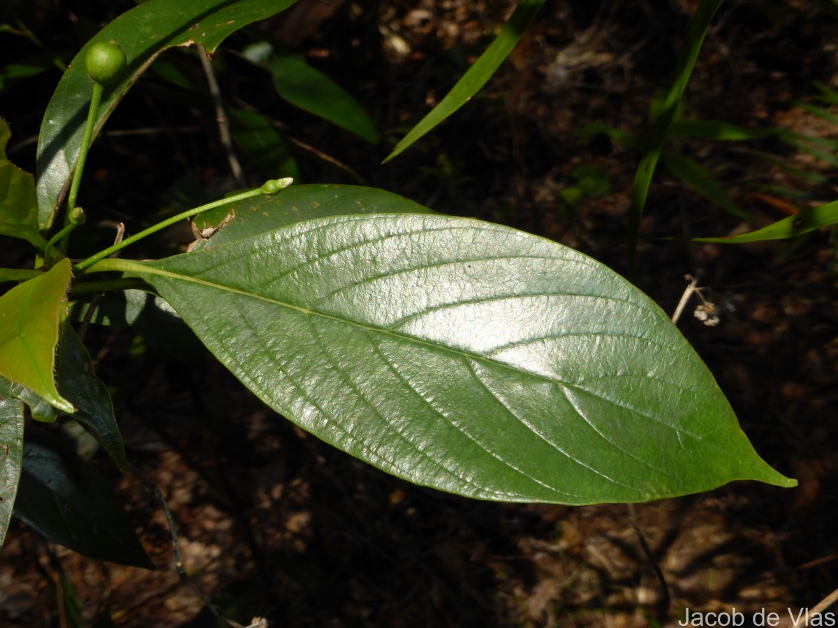 Timonius flavescens (Jacq.) Baker
